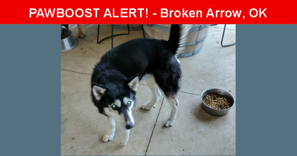 Found/Stray Male Dog in Broken Arrow, OK 74014 (ID ...
