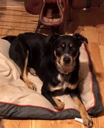 Reunited Male Dog last seen Penn Road, Reidsville, NC, Reidsville, NC 27320