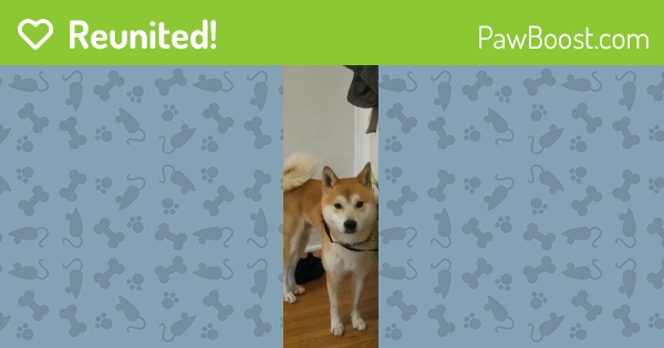 Reunited Male Dog In Buffalo Ny 14213 Id 4555645 Pawboost