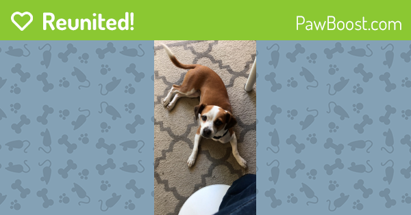 Reunited Female Dog last seen , Los Angeles, CA 90065
