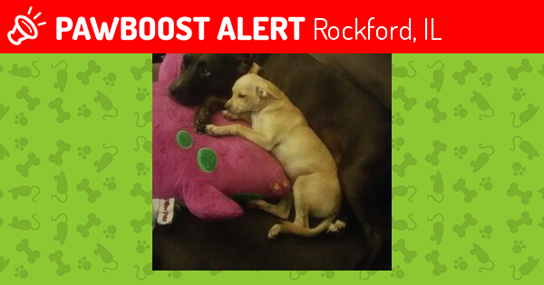 Lost Male Dog last seen Near Whitman St & Ridge Ave, Rockford, IL 61103