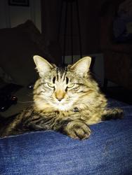 Reunited Male Cat last seen Near 79th Division Blvd & Barkley St, Fort Meade, MD 20755