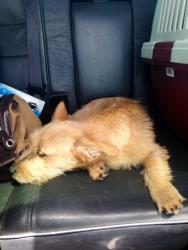 Reunited Male Dog last seen Near Bumby St & Colonial, Orlando, FL 32803