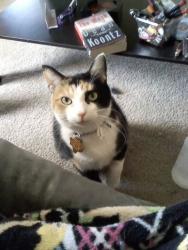 Lost Female Cat last seen Near Sunrise Rd & Palm Valley Blvd, Round Rock, TX 78664