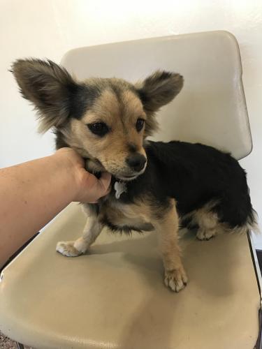 Lakewood And Long Beach Lost And Found Pets Lakewood And Long Beach Lost And Found Pets