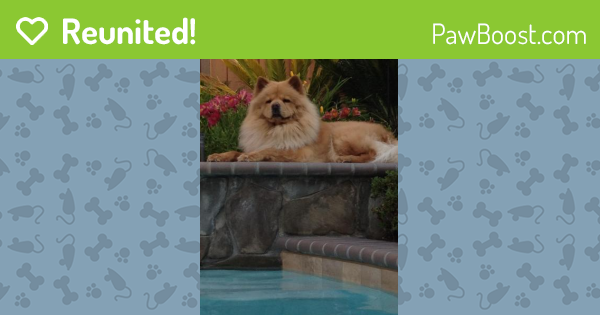 Reunited Female Dog last seen Near Cindy St & Sloat Rd, Fremont, CA 94538