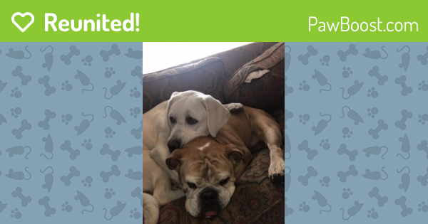 Reunited Male Dog last seen Near Bromley Pl & Carlton Ter, Bloomfield, NJ 07003
