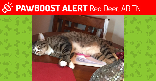 red deer and area lost pets