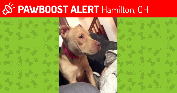 Lost Female Dog in Hamilton, OH 45011 Named Chyenne (ID