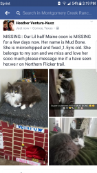 Reunited Female Cat last seen Near Bobolink Dr & Falling Timbers Dr, Conroe, TX 77385