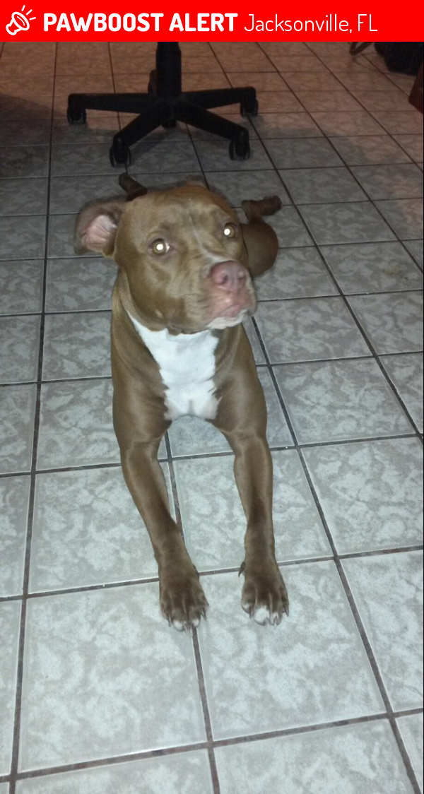 Jacksonville, FL Lost Female Dog, Bella Is Missing PawBoost