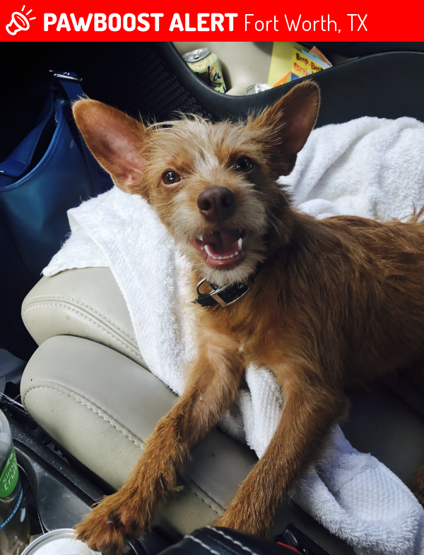 Rehomed Male Dog in Fort Worth, TX 76112 (ID 4651015) PawBoost