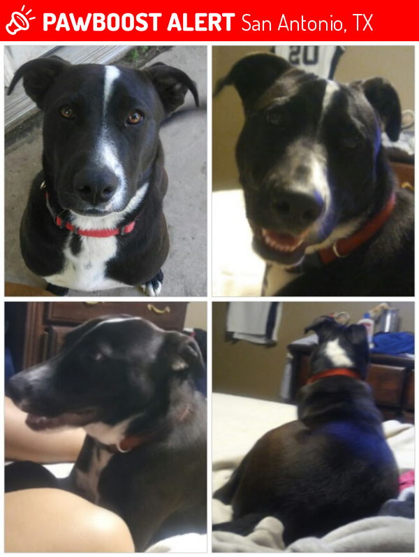 Found/Stray Male Dog in San Antonio, TX 78245 (ID 4651983) PawBoost