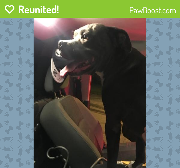 Reunited Male Dog in Dallas, TX 75228 (ID 4640657) PawBoost