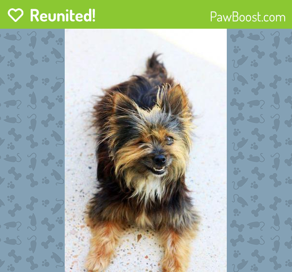Reunited Male Dog in Houston, TX 77075 (ID 4635310) PawBoost