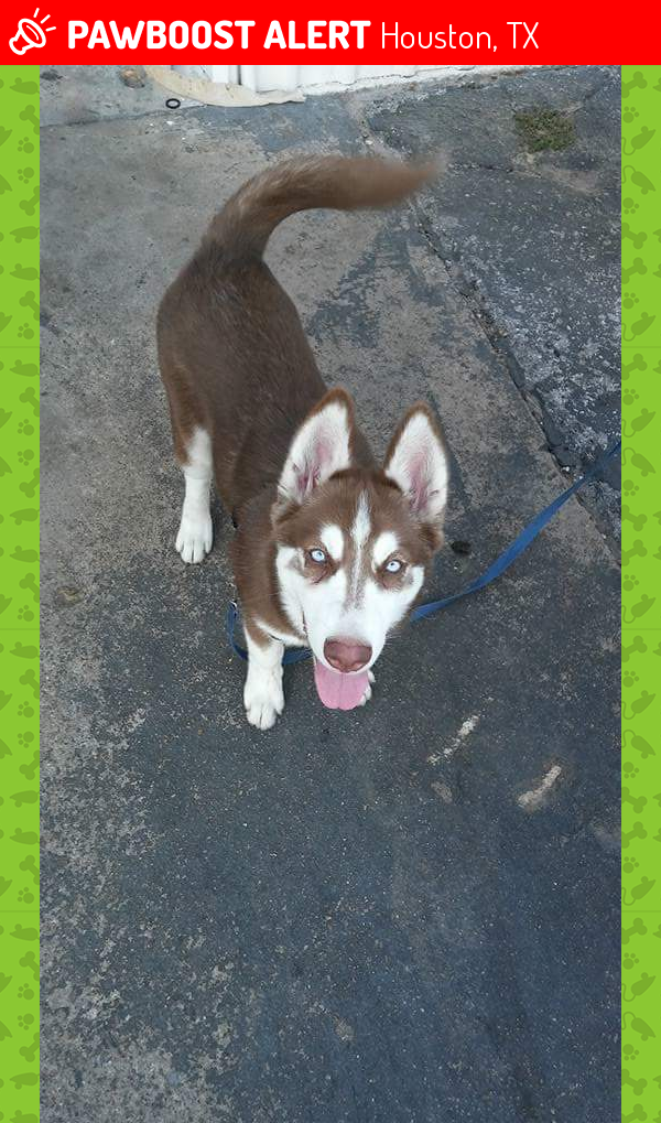 Lost Female Dog in Houston, TX 77080 Named Sky (ID 4652894) PawBoost