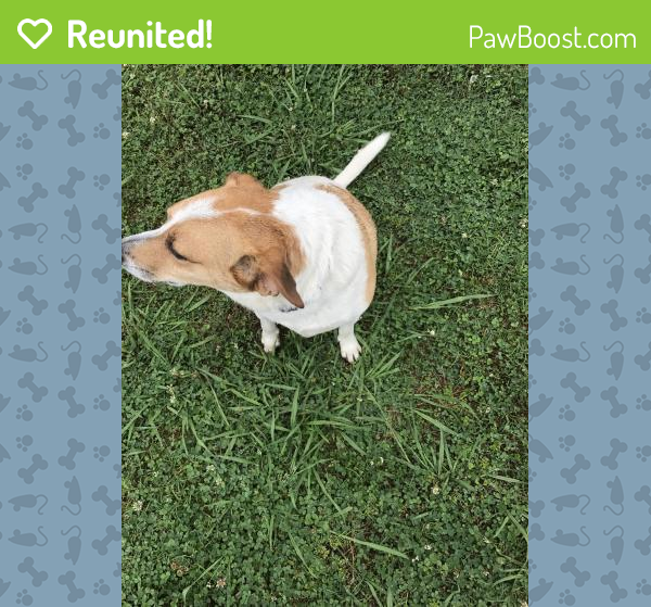 Reunited Male Dog in Muscle Shoals, AL 35661 (ID 4641394) PawBoost