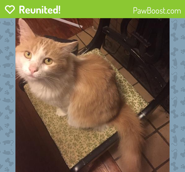 Reunited Male Cat in Louisville, KY 40206 (ID 4640850) PawBoost