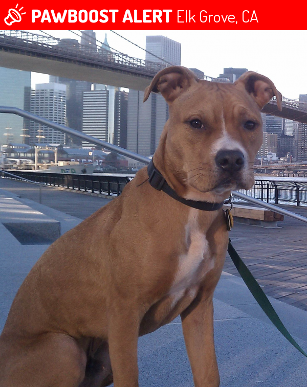 Lost Female Dog in Elk Grove, CA 95758 Named Nicky (ID 4653326) PawBoost