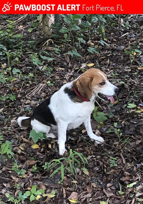Rehomed Male Dog last seen Near Edwards Rd & Sunrise Blvd, Fort Pierce, FL 34982
