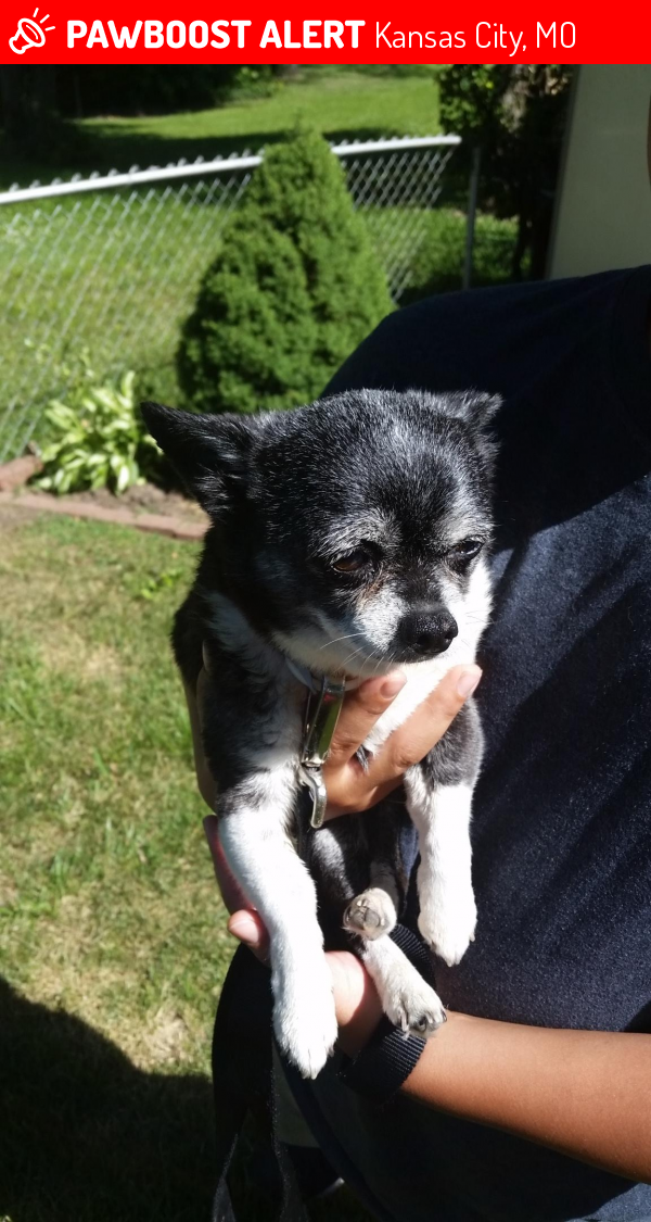 Reunited Dog in Kansas City, MO 64118