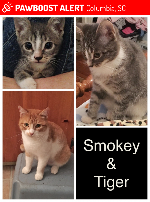 Columbia, SC Lost Female Cat, Smokey & Tiger Is Missing PawBoost