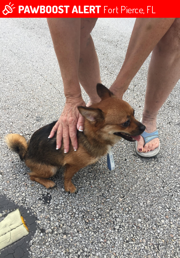 Found/Stray Unknown Dog last seen Near Rogers Rd & Thousand Pines Dr, Fort Pierce, FL 34981