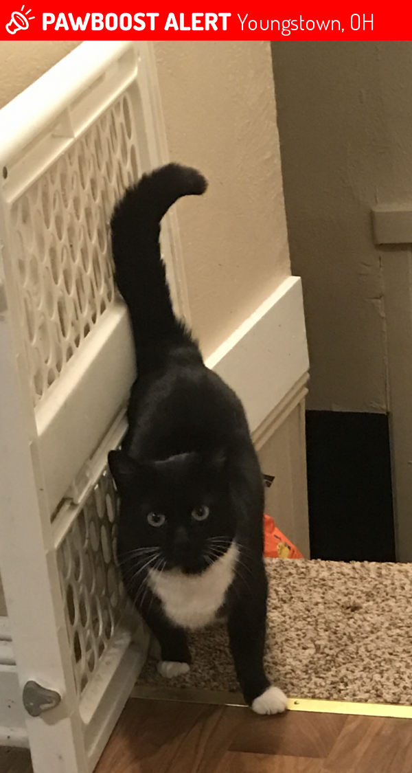 Lost Female Cat in Youngstown, OH 44512 Named Ursula (ID 4654573