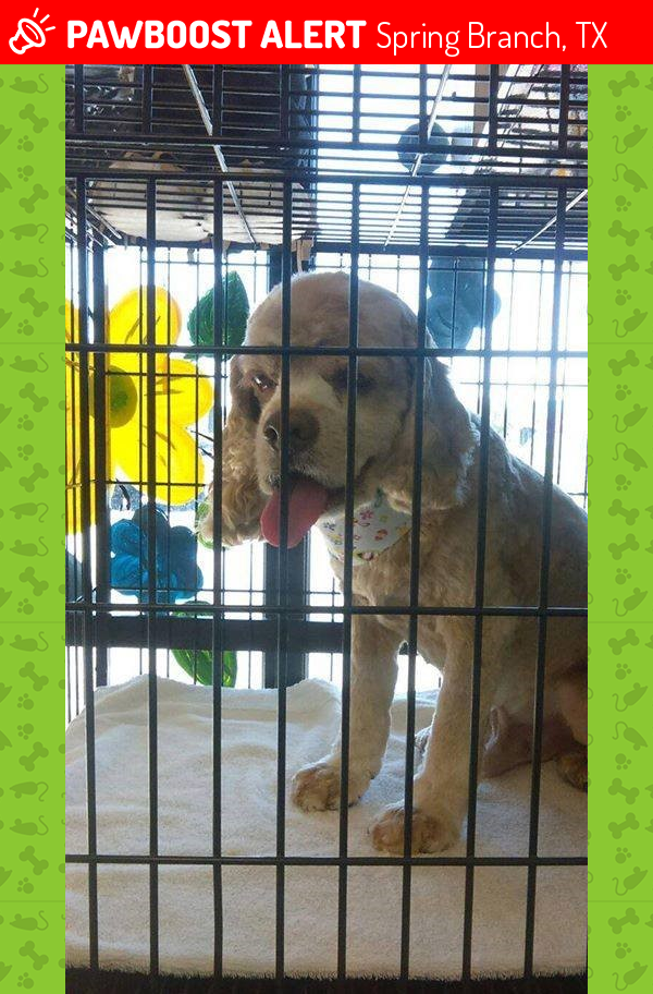 Lost Male Dog in Spring Branch, TX 78070 Named Teddy (ID 4655243