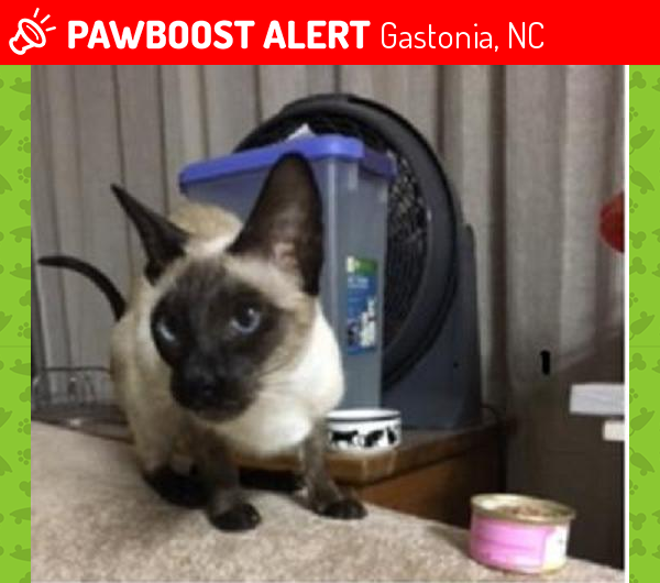 Lost Female Cat in Gastonia, NC 28054 Named Jasmine (ID 4655300