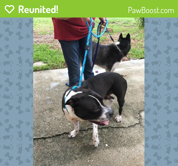 Reunited Female Dog in Cape Coral, FL 33993 (ID 4654898) PawBoost