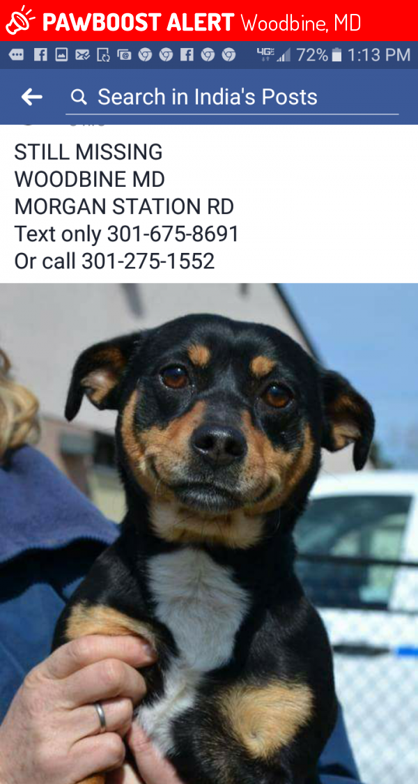Lost Female Dog in Woodbine, MD 21797 Named Happy (ID 4655423) PawBoost