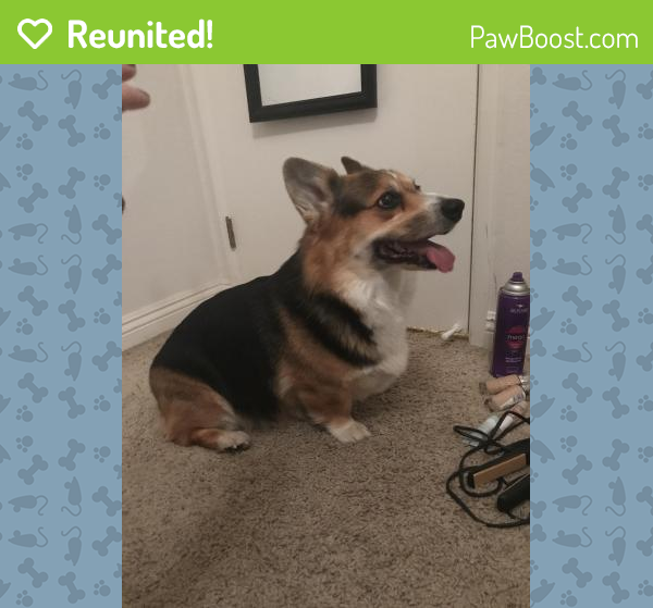 Reunited Female Dog in El Cajon, CA 92019 (ID 4655115) PawBoost