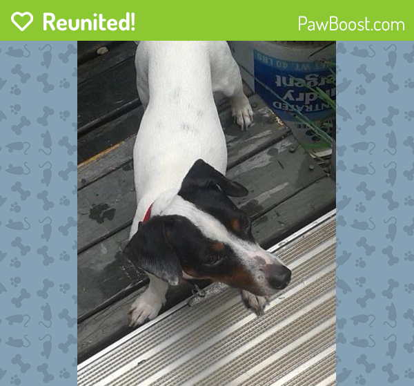 Reunited Male Dog in Dallas, TX 75218 (ID 4647626) PawBoost