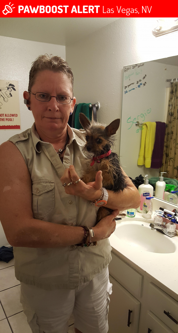 Rehomed Female Dog in Las Vegas, NV 89169 (ID 4656695) PawBoost