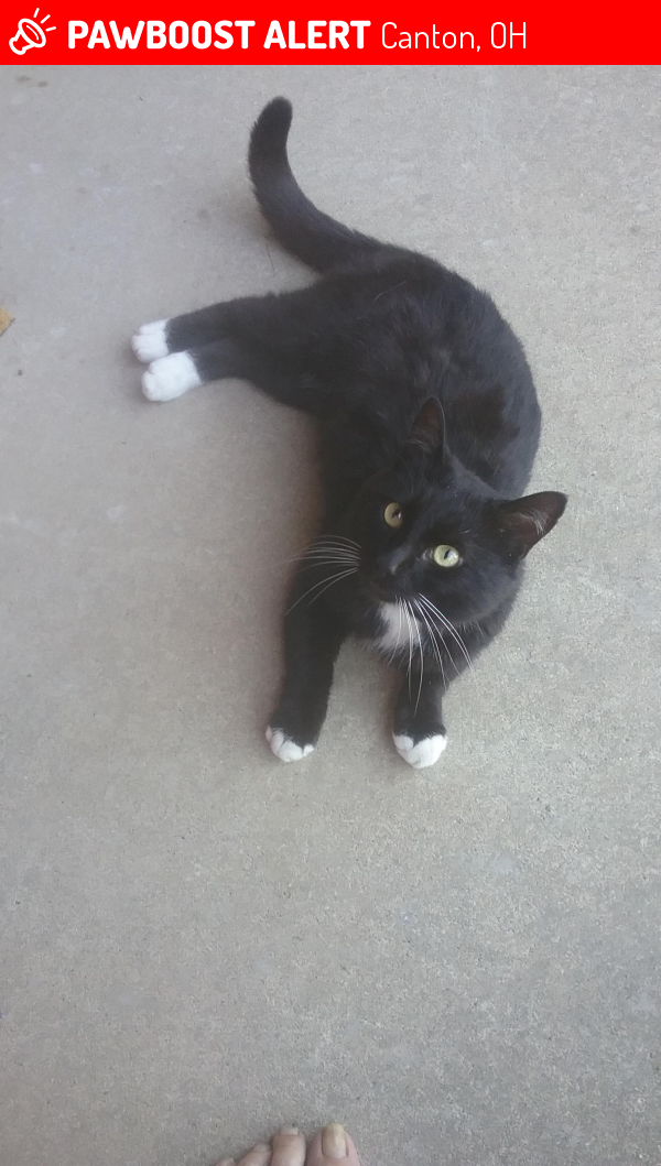 Canton, OH Stray Male Cat Found Near Near Carnwise St SW & Maplewood