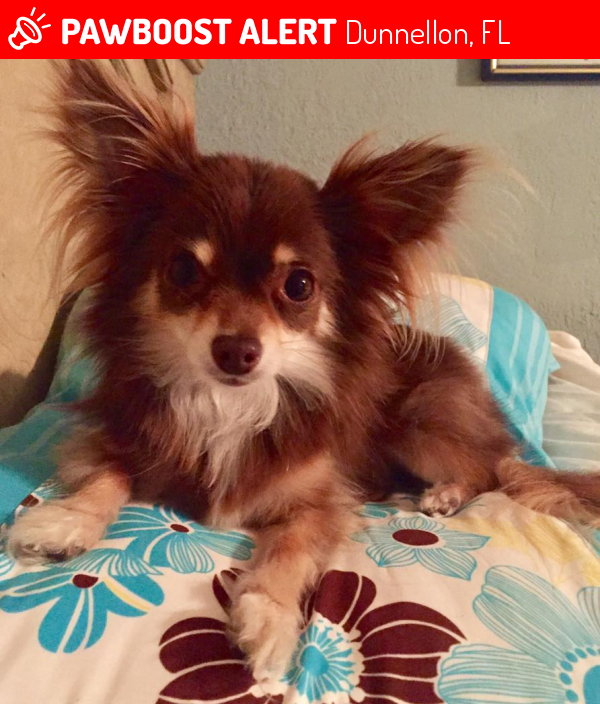 Lost Female Dog in Dunnellon, FL 34431 Named Kitty Kat (ID 4657147