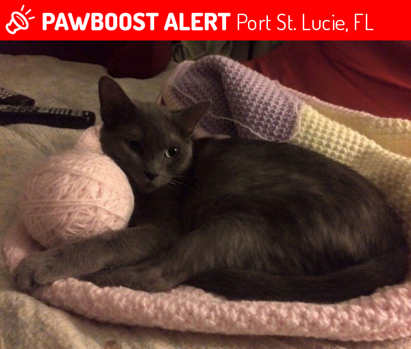 Lost Female Cat last seen Near SW Saginaw Ave & SW Palau Ln, Port St. Lucie, FL 34953