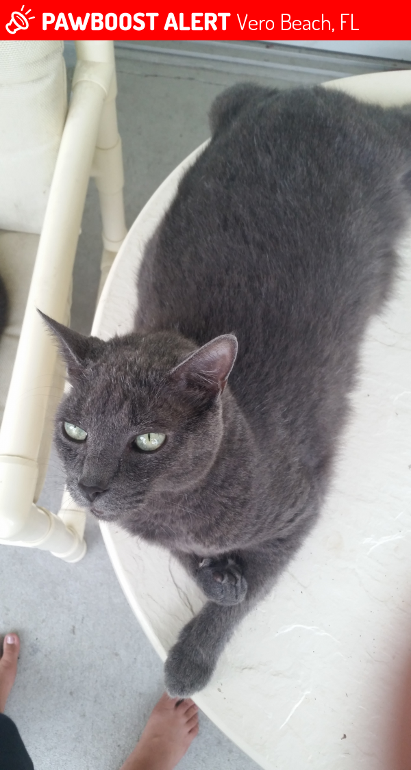 Lost Male Cat last seen Near 9th Sq & 11th Ct, Vero Beach, FL 32960