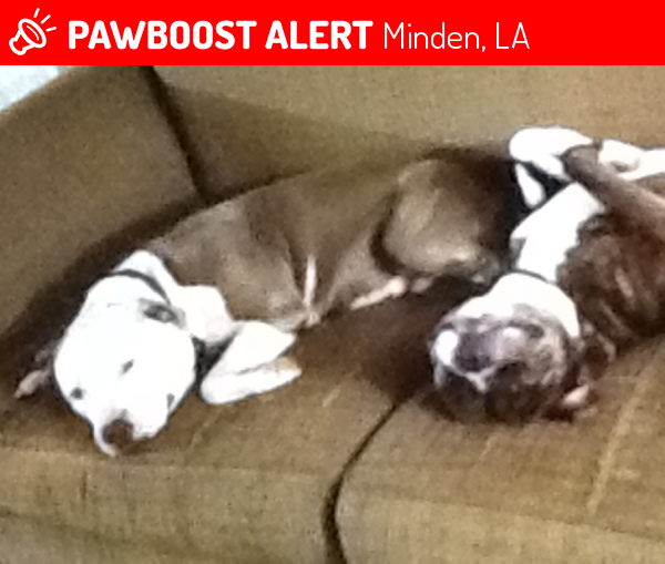 Minden, LA Lost Female Dog, Maebell Is Missing PawBoost