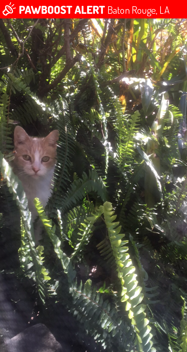 Lost Male Cat in Baton Rouge, LA 70817 Named Fatty (ID 4658583) PawBoost