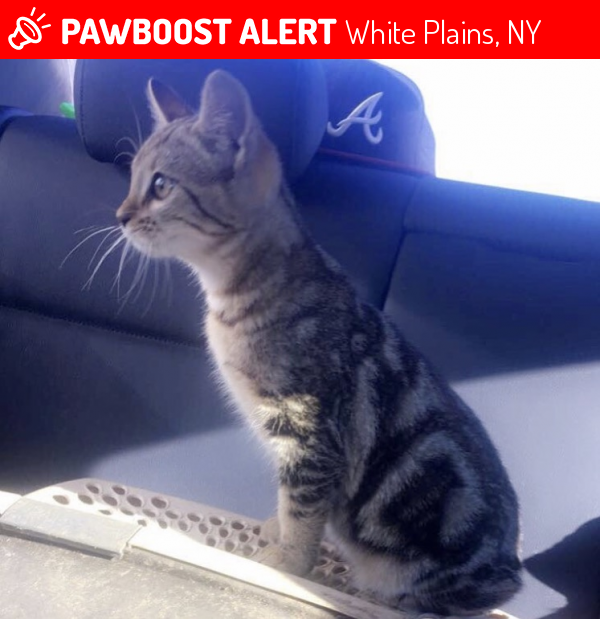 Lost Female Cat last seen Near Old Kensico Rd & Old Tarrytown Rd, White Plains, NY 10603