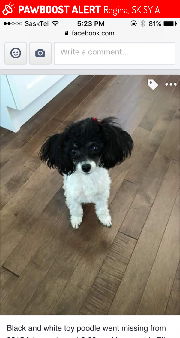 lost poodle near me