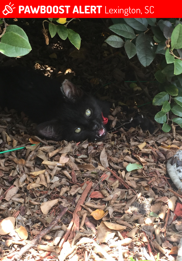 Lost Male Cat in Lexington, SC 29072 Named Butters (ID 4659562) PawBoost