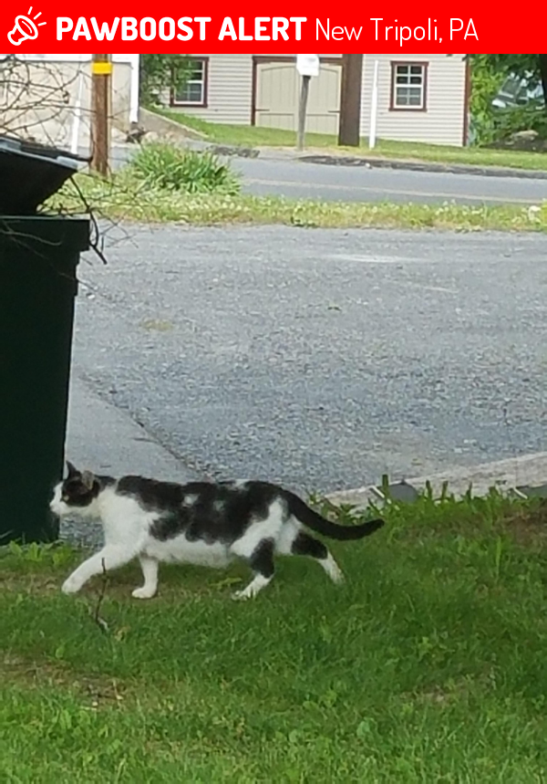 Found/Stray Cat in New Tripoli, PA 18066 (ID 4659763) PawBoost