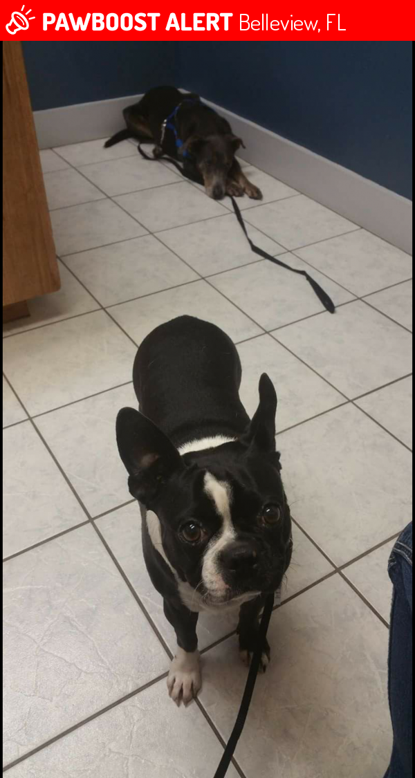 Lost Female Dog in Belleview, FL 34420 Named Pinky (ID 4659891) PawBoost