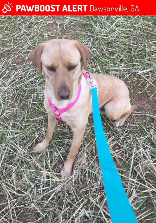 Lost Female Dog in Dawsonville, GA 30534 Named Nya (ID 4660710) PawBoost