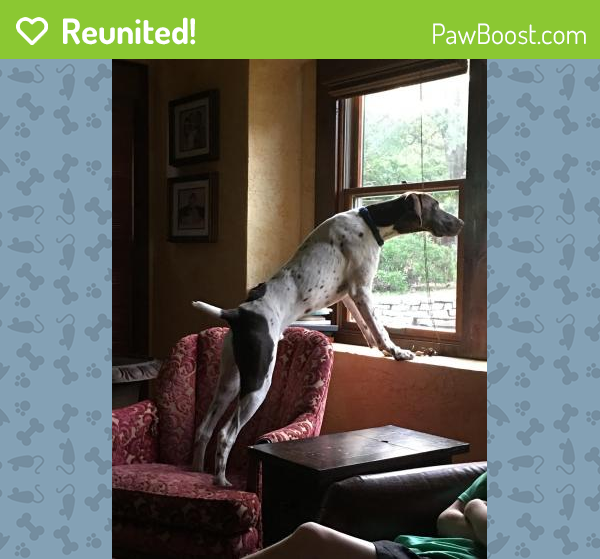 Reunited Male Dog in Southlake, TX 76092 (ID 4654835) PawBoost