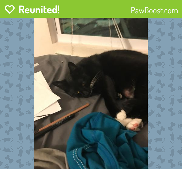Reunited Female Cat in Clearwater, FL 33755 (ID 4659879) PawBoost