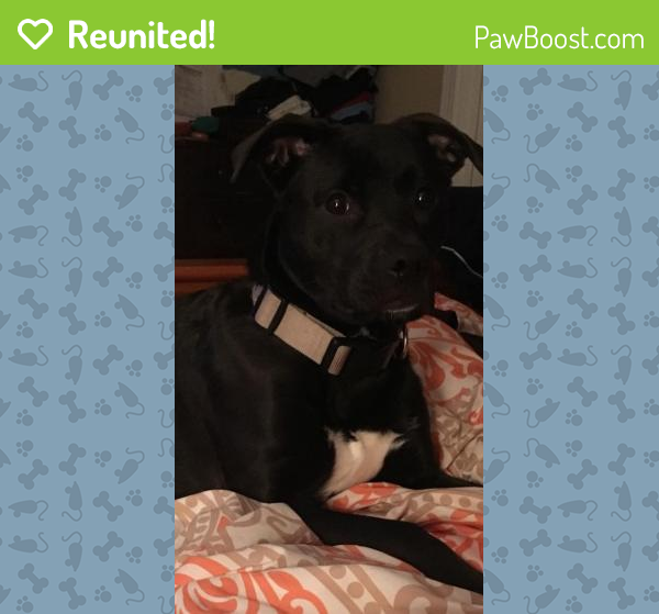 Reunited Male Dog in Mechanicsville, VA 23111 (ID 4659625) PawBoost